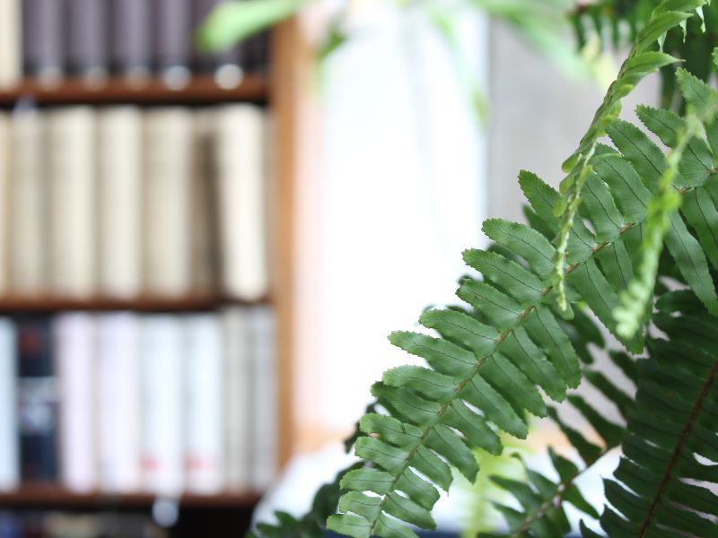 Lee más sobre el artículo Beneficios de tener plantas en tu oficina